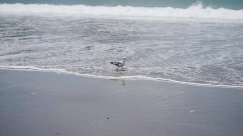 Seagull Walking Along the Shore of New Chums Beach New Zealand