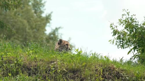 Eleganter Gepard ruht im hohen Gras unter strahlendem Himmel Schnellstes Savannenraubtier