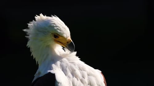 Close-Up Portrait of a Bald Eagle on black Background