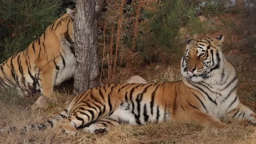 Bengalische Tiger entspannen sich, einer steht auf und geht slomo