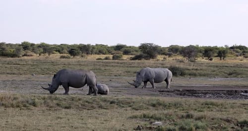 Endangered White rhinoceros (Ceratotherium simum) roaming Khama Rhino Sanctuary, Botswana.