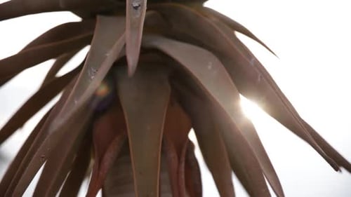 Close up of the golden sun shining between the leaves of a young single stem Quiver tree in Namibia
