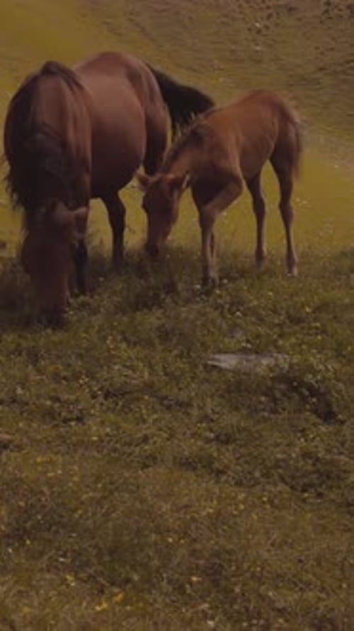 Video about horses in the wild, Georgia