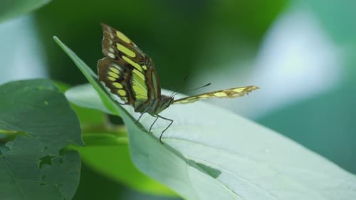 Green and Black Butterfly on Lead