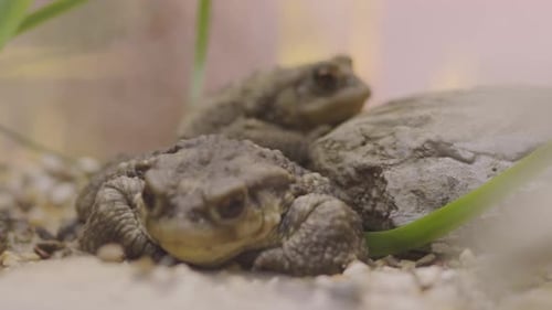 Closeup of Two Toads Sitting in Glass Tank at Zoo