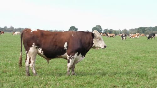 Brown and White Bull in a Grassy Field