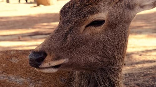 Sika Deer Profile in Sunlight