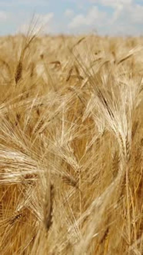 Vertical Screen Golden Wheat Field Agriculture Industry