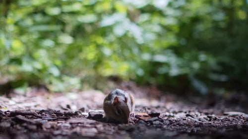 Nahaufnahme von Streifenhörnchen, die im Wald schnüffeln und nach Nahrung suchen