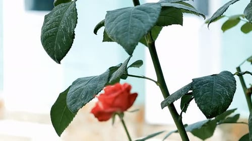 Rote Rosenblüte