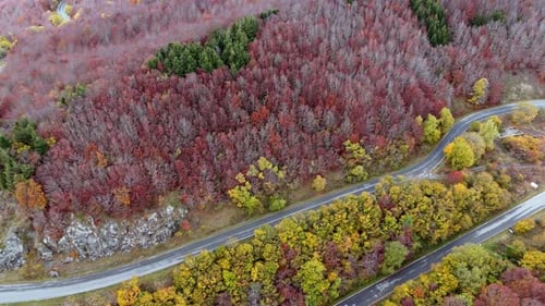 Aerial Journey Through Vibrant Autumn Forest with Winding Road