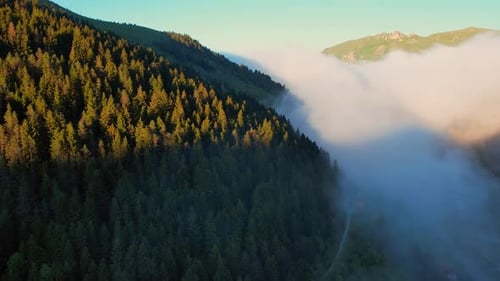 Fog On Mountain Road, Jungle