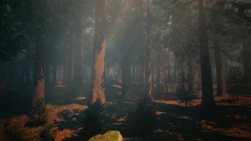 A Dense and Majestic Forest with Towering Trees Reaching Towards the Sky