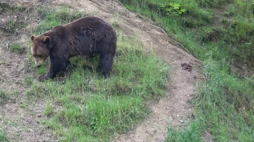 Brown bear in the forest