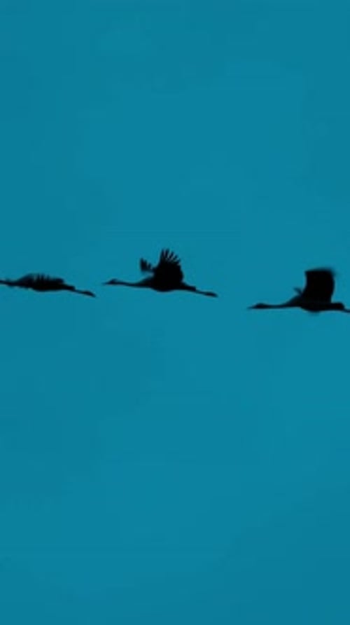 Gewöhnlicher Kranich oder Grus Grus