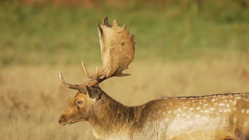 Un daim avec de grands bois marchant en automne, un mâle repéré par un pré se promenant dans un champ herbeux