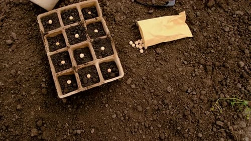 Seeds and Seedlings Prepared for Planting in Soil