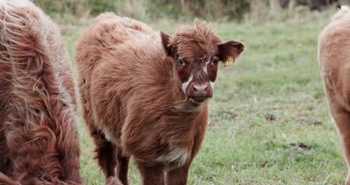 Highland Cattle Calf with Yellow Ear Tags in Norwegian Countryside Close-up