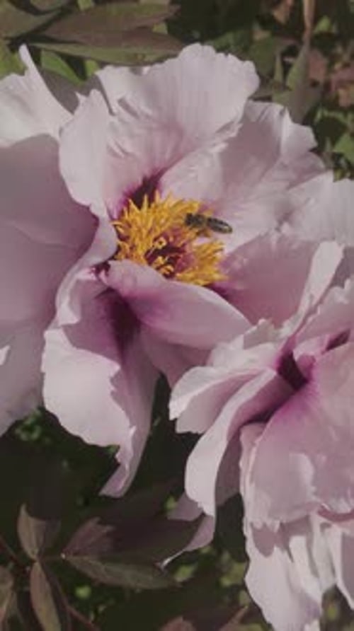 Bee flies over pink peony flower and lands on it, close up