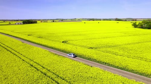 Beautiful drone view of car driving between canola fields, spring day in Sweden