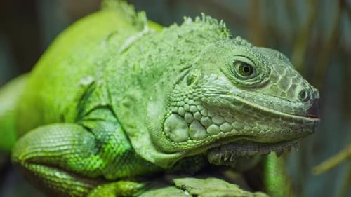 Green Iguana Large Arboreal Herbivorous Lizard Species Iguana on the Tree Branch Closeup