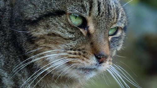 Tabby cat close up look across at something of interest. Nice portrait of Old Tabby house cat.