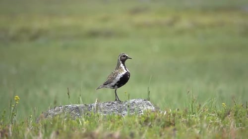 European Golden Plover in field, sweden