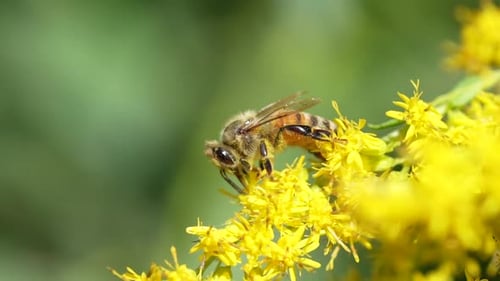 Nahaufnahme in Zeitlupe einer Biene auf gelben Blüten, die Pollen sammelt.
HD