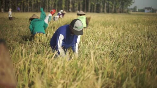 Farmers Harvesting Grain Crop in Sunny Rural Field