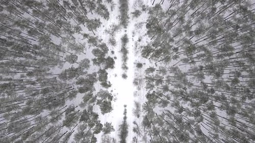 Aerial drone flying over snow covered road in pine forest in winter
