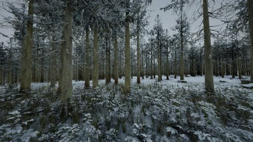 Frozen Winter Forest in the Fog