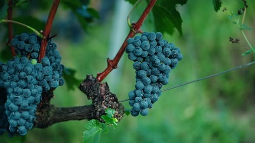 Closeup grapes red wine ripe grapes