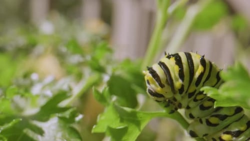 Caterpillar eating parsley down to stem. Close Up.