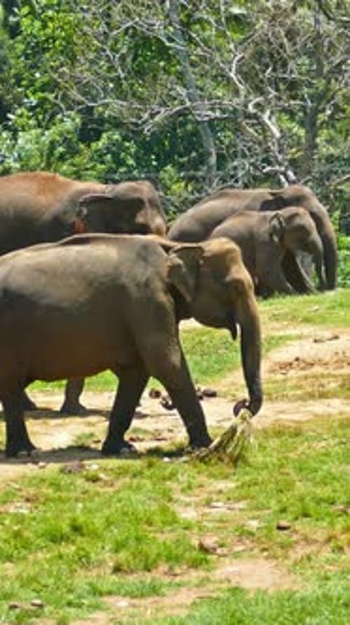 Grupo de elefantes paseando por Sri Lanka
