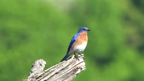 Ein östlicher Blauvogel, der draußen auf einem kleinen Ast sitzt.