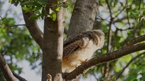 A long-eared owl owlet