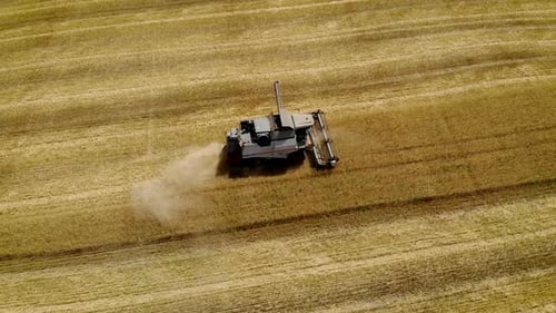 Aerial View Combine Collects Wheat From Field of Agriculture in Harvest Season