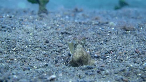 Camouflaged octopus relaxing underwater in slow motion