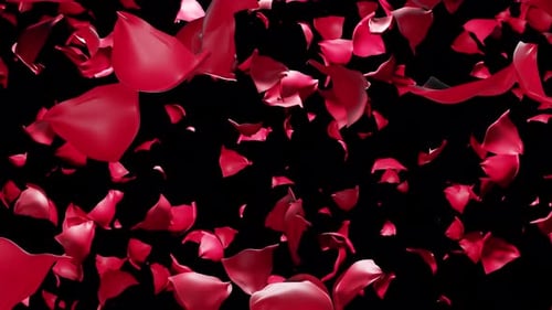 Falling Red Rose Petals Seamless Loop Overlay