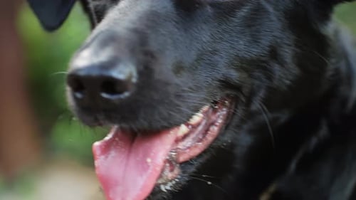 Close-Up of a Black Dog with Tongue Out