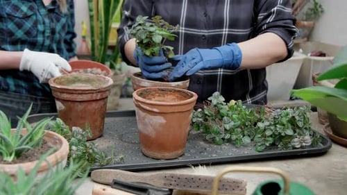 Woman Planting Pilea in Pot Female Caring for House Plant Home Gardening