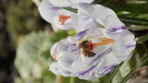 Vertical Video A Honey Bee Sits on the Orange Pistil of a White Crocus