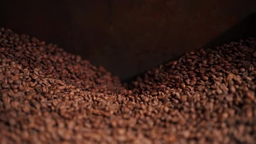 Close Up Coffee Roasting Factory Worker Stands Near the Roasting Machine Pouring Roasted Coffee