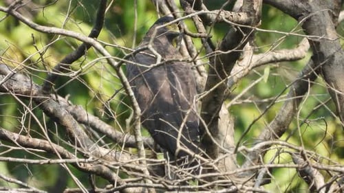 Aigle dans la forêt attendant de prier.