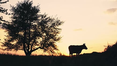 Cow Silhouette Against the Sky Sunset in the Garden