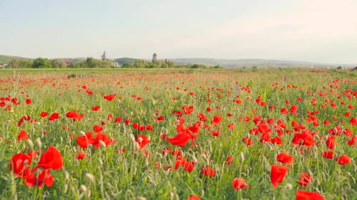 Scenic landscape view of vibrant colorful red wild poppy flower field in early spring on sunny day,