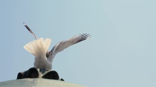 Back view, 5x slow motion 120fps footage of seagull, taking off from the top of a parasol, bright sk