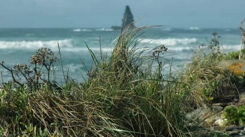Long grass in the foreground and the atlantic ocean on the background inPortugal