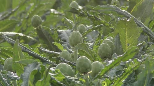 Artichokes in a Agricultural Plantation