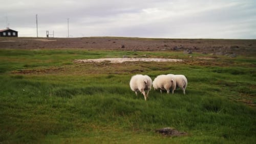 Three Icelandic Sheep Grazing on Green Meadow in Rural Iceland